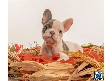 a french bulldog dog sitting in a pile of food